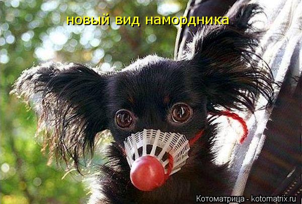 новый вид намордника... Котоматрица: новый вид намордника
