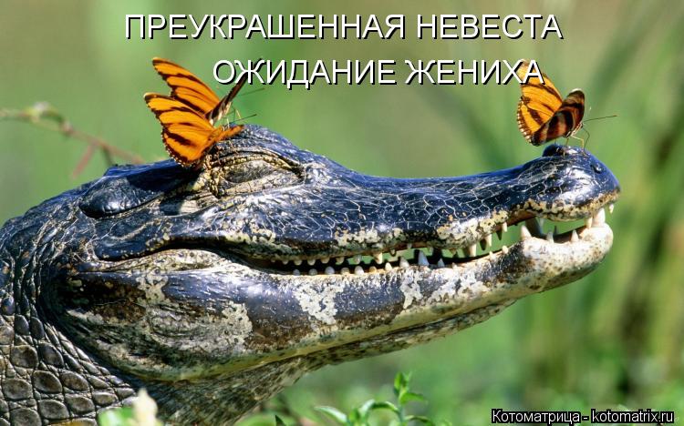 ПРЕУКРАШЕННАЯ НЕВЕСТА ОЖИДАНИЕ ЖЕНИХА... Котоматрица: ПРЕУКРАШЕННАЯ НЕВЕСТА ОЖИДАНИЕ ЖЕНИХА