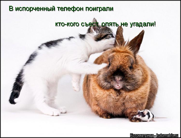 В испорченный телефон поиграли кто-кого съест, опять не угадали!... Котоматрица: В испорченный телефон поиграли кто-кого съест, опять не угадали!