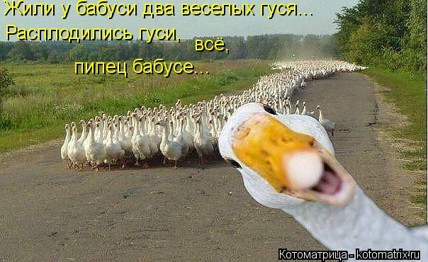 Жили у бабуси два веселых гуся... Расплодились гуси, всё, пипец бабусе...... Котоматрица: Жили у бабуси два веселых гуся... Расплодились гуси, всё, пипец бабусе...