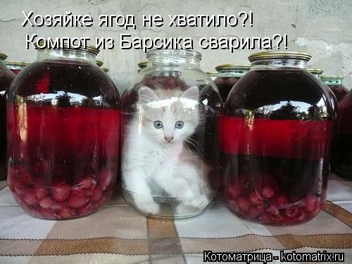 Хозяйке ягод не хватило?! Компот из Барсика сварила?!... Котоматрица: Хозяйке ягод не хватило?! Компот из Барсика сварила?!