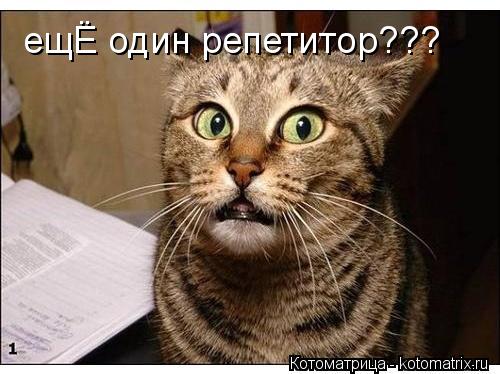 ещЁ один репетитор???... Котоматрица: ещЁ один репетитор???