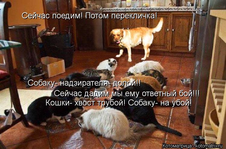 Сейчас поедим! Потом перекличка! Собаку- надзирателя- долой!! Сейчас дадим мы ему ответный бой!!! Кош... Котоматрица: Сейчас поедим! Потом перекличка! Собаку- надзирателя- долой!! Сейчас дадим мы ему ответный бой!!! Кошки- хвост трубой! Собаку- на убой!