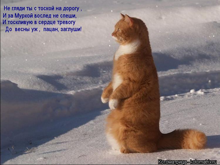 Не гляди ты с тоской на дорогу , И за Муркой вослед не спеши, И тоскливую в сердце тревогу До вес... Котоматрица: Не гляди ты с тоской на дорогу , И за Муркой вослед не спеши, И тоскливую в сердце тревогу До весны уж , пацан, заглуши!
