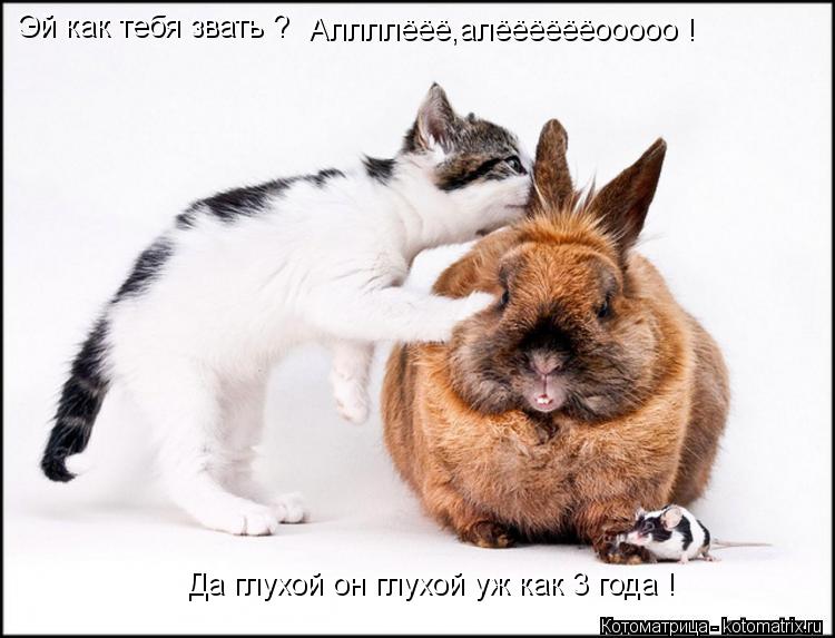 Эй как тебя звать ? Аллллёёё,алёёёёёёооооо ! Да глухой он глухой уж как 3 года !... Котоматрица: Эй как тебя звать ? Аллллёёё,алёёёёёёооооо ! Да глухой он глухой уж как 3 года !