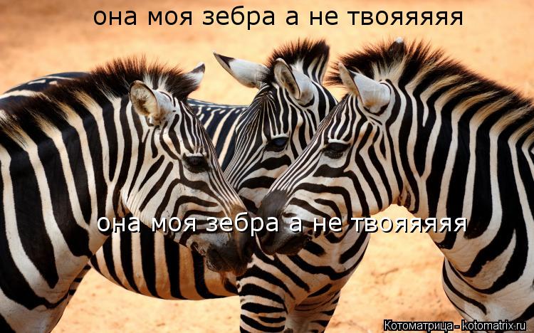 она моя зебра а не твояяяяя она моя зебра а не твояяяяя... Котоматрица: она моя зебра а не твояяяяя она моя зебра а не твояяяяя