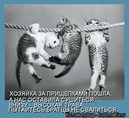 ХОЗЯЙКА ЗА ПРИЩЕПКАМИ ПОШЛА. А НАС ОСТАВИЛА СУШИТЬСЯ. ВНИЗУ - ВЫСОКАЯ ТРАВА. ПЫТАЙТЕСЬ,БРАТЦЫ,НЕ СВА... Котоматрица: ХОЗЯЙКА ЗА ПРИЩЕПКАМИ ПОШЛА. А НАС ОСТАВИЛА СУШИТЬСЯ. ВНИЗУ - ВЫСОКАЯ ТРАВА. ПЫТАЙТЕСЬ,БРАТЦЫ,НЕ СВАЛИТЬСЯ.