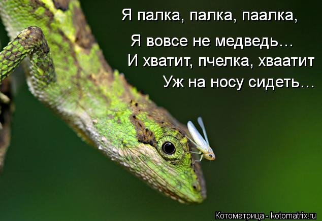 Я палка, палка, паалка, Я вовсе не медведь… И хватит, пчелка, хваатит Уж на носу сидеть…... Котоматрица: Я палка, палка, паалка, Я вовсе не медведь… И хватит, пчелка, хваатит Уж на носу сидеть…