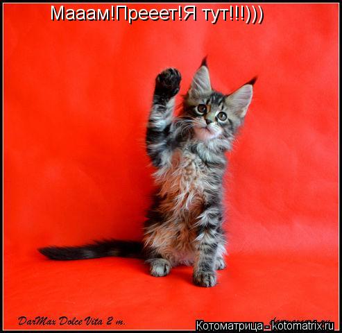 Мааам!Прееет!Я тут!!!)))... Котоматрица: Мааам!Прееет!Я тут!!!)))