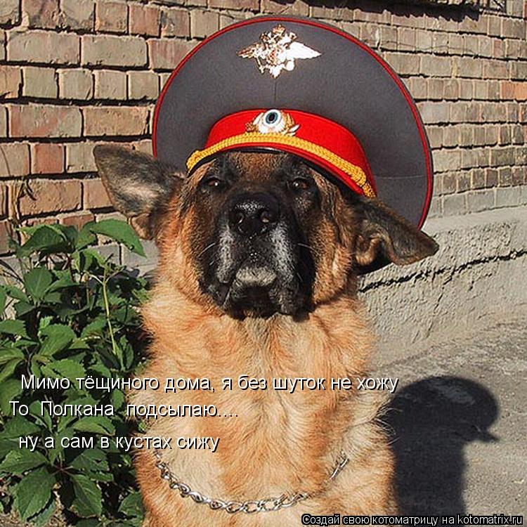 Мимо тёщиного дома, я без шуток не хожу То Полкана подсылаю.... ну а сам в кустах сижу... Котоматрица: Мимо тёщиного дома, я без шуток не хожу То Полкана подсылаю.... ну а сам в кустах сижу