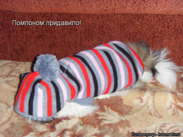 Помпоном придавило!... Котоматрица: Помпоном придавило!