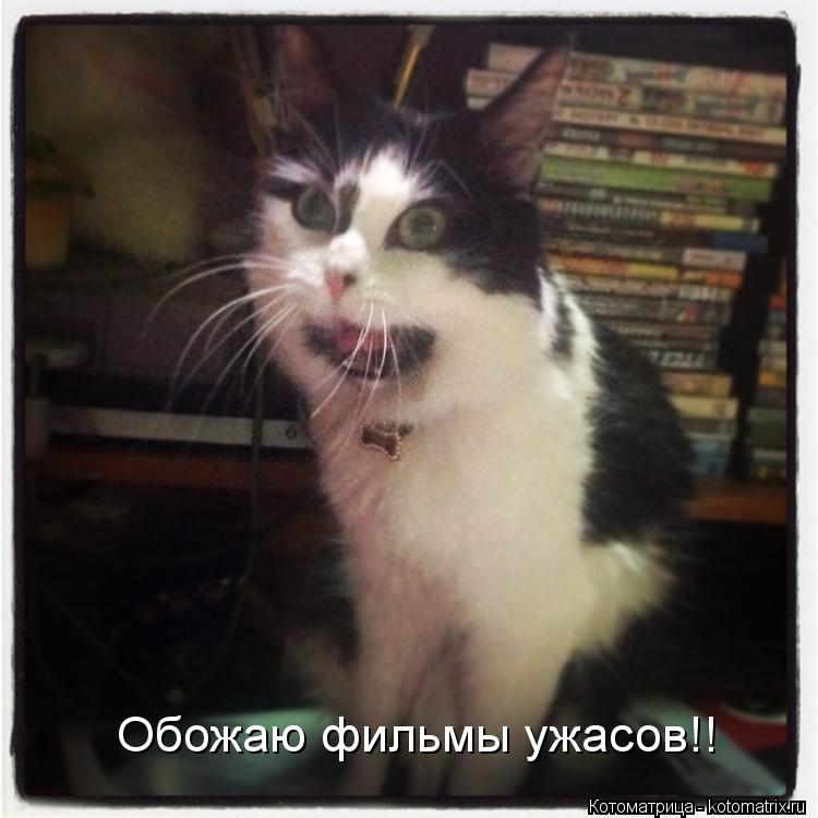 Обожаю фильмы ужасов!!... Котоматрица: Обожаю фильмы ужасов!!