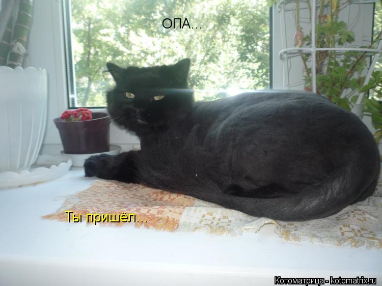 ОПА... Ты пришёл...... Котоматрица: ОПА... Ты пришёл...