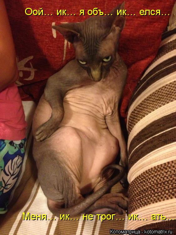 Оой… ик… я объ… ик… елся… Меня… ик… не трог… ик… ать…... Котоматрица: Оой… ик… я объ… ик… елся… Меня… ик… не трог… ик… ать…