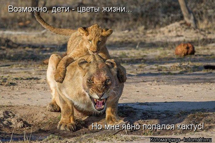 Возможно, дети - цветы жизни... Но мне явно попался кактус!... Котоматрица: Возможно, дети - цветы жизни... Но мне явно попался кактус!