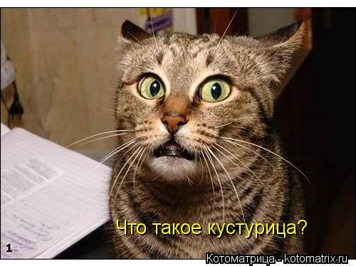 Что такое кустурица?... Котоматрица: Что такое кустурица?