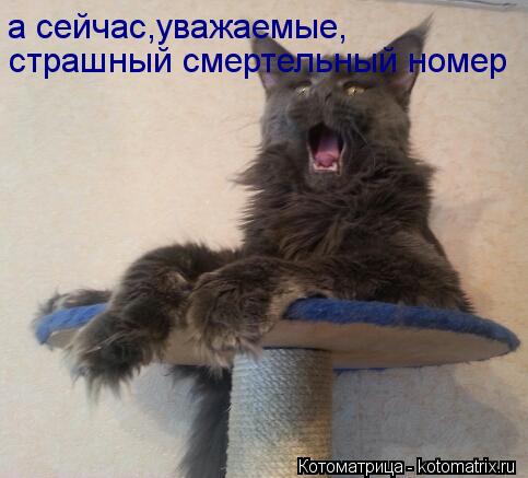 а сейчас,уважаемые, страшный смертельный номер... Котоматрица: а сейчас,уважаемые, страшный смертельный номер
