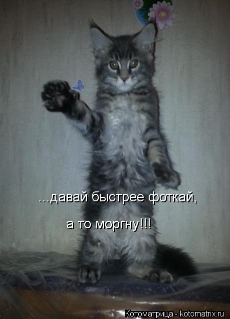 ...давай быстрее фоткай, а то моргну!!!... Котоматрица: ...давай быстрее фоткай, а то моргну!!!