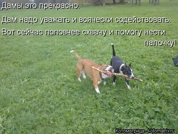 Дамы это прекрасно. Дам надо уважать и всячески содействовать. Вот сейчас половчее схвачу и помогу н... Котоматрица: Дамы это прекрасно. Дам надо уважать и всячески содействовать. Вот сейчас половчее схвачу и помогу нести палочку!