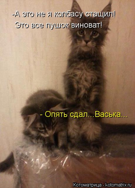 -А это не я колбасу стащил! Это все пушок виноват! - Опять сдал...Васька...... Котоматрица: -А это не я колбасу стащил! Это все пушок виноват! - Опять сдал...Васька...