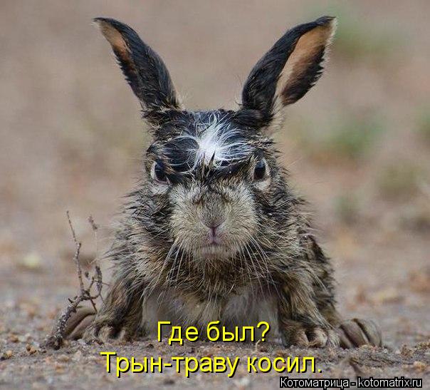 Где был? Трын-траву косил.... Котоматрица: Где был? Трын-траву косил.