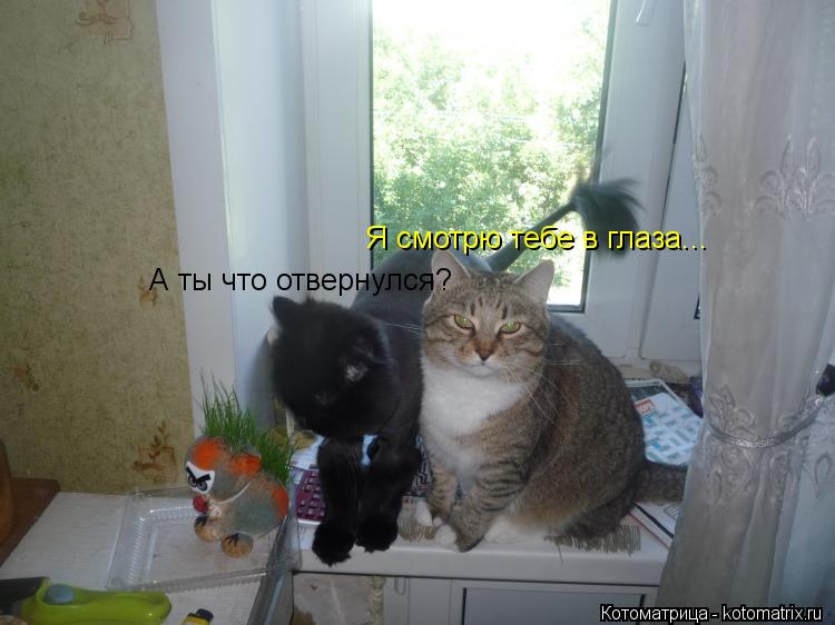 Я смотрю тебе в глаза... А ты что отвернулся?... Котоматрица: Я смотрю тебе в глаза... А ты что отвернулся?