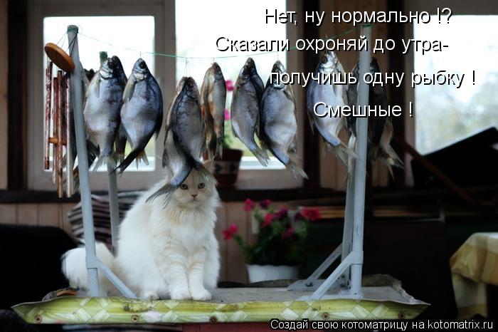 Нет, ну нормально !? Сказали охроняй до утра- получишь одну рыбку ! Смешные !... Котоматрица: Нет, ну нормально !? Сказали охроняй до утра- получишь одну рыбку ! Смешные !