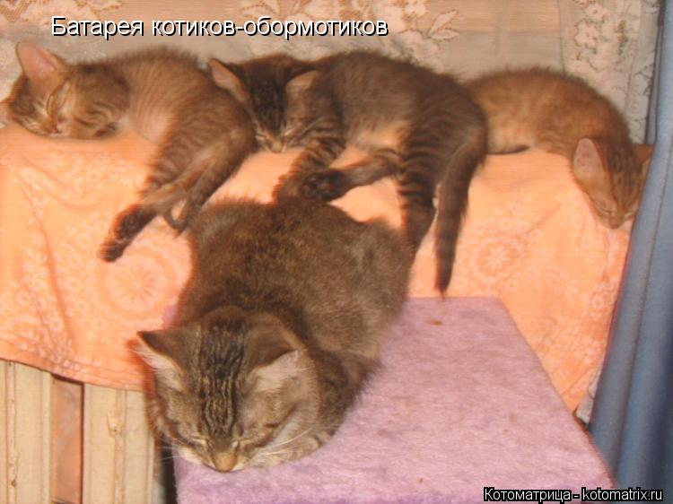 Батарея котиков-обормотиков... Котоматрица: Батарея котиков-обормотиков