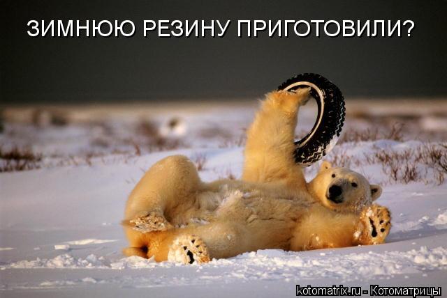 ЗИМНЮЮ РЕЗИНУ ПРИГОТОВИЛИ?... Котоматрица: ЗИМНЮЮ РЕЗИНУ ПРИГОТОВИЛИ?