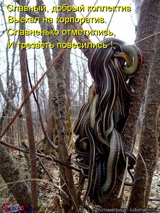 Славный, добрый коллектив Выехал на корпоратив. Славненько отметились, И трезветь повесились !... Котоматрица: Славный, добрый коллектив Выехал на корпоратив. Славненько отметились, И трезветь повесились !