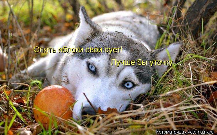 Опять яблоки свои сует! Лучше бы уточку ...... Котоматрица: Опять яблоки свои сует! Лучше бы уточку ...