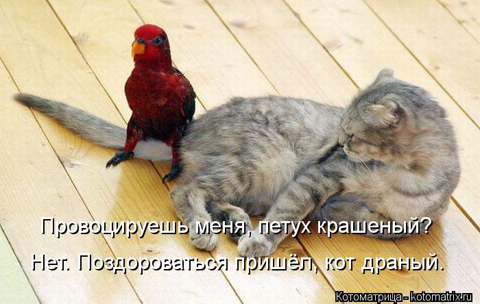 Провоцируешь меня, петух крашеный? Нет. Поздороваться пришёл, кот драный.... Котоматрица: Провоцируешь меня, петух крашеный? Нет. Поздороваться пришёл, кот драный.