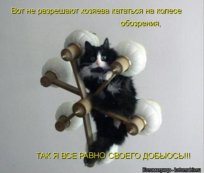Вот не разрешают хозяева кататься на колесе обозрения, ТАК Я ВСЕ РАВНО СВОЕГО ДОБЬЮСЬ!!!... Котоматрица: Вот не разрешают хозяева кататься на колесе обозрения, ТАК Я ВСЕ РАВНО СВОЕГО ДОБЬЮСЬ!!!