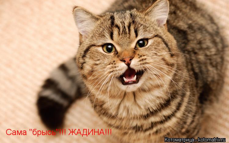 Сама "брысь"!!! ЖАДИНА!!!... Котоматрица: Сама "брысь"!!! ЖАДИНА!!!