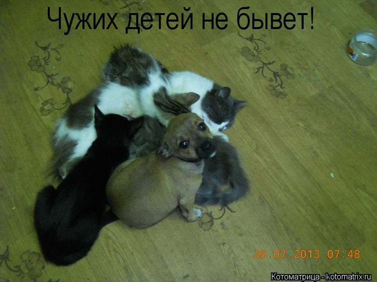 Чужих детей не бывет!... Котоматрица: Чужих детей не бывет!