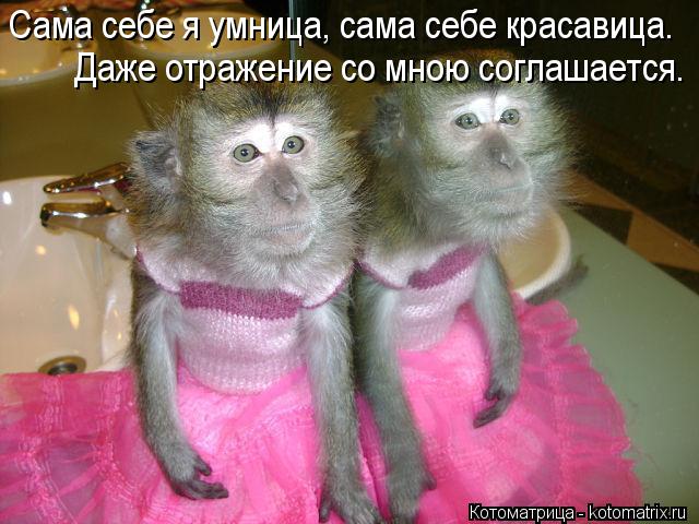 Сама себе я умница, сама себе красавица. Даже отражение со мною соглашается.... Котоматрица: Сама себе я умница, сама себе красавица. Даже отражение со мною соглашается.