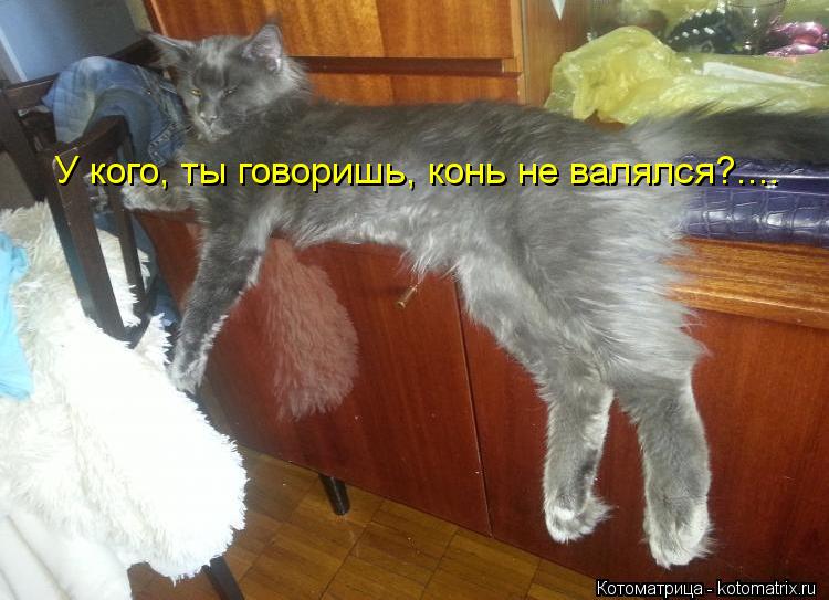 У кого, ты говоришь, конь не валялся?....... Котоматрица: У кого, ты говоришь, конь не валялся?....