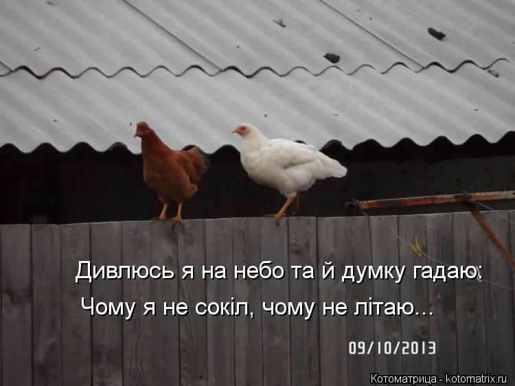Дивлюсь я на небо та й думку гадаю: Чому я не сокіл, чому не літаю... Дивлюсь я на небо та й думку га... Котоматрица: Дивлюсь я на небо та й думку гадаю: Чому я не сокіл, чому не літаю... Дивлюсь я на небо та й думку гадаю: Чому я не сокіл, чому не літаю...