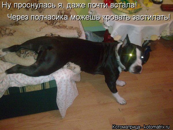 Ну проснулась я, даже почти встала! Через полчасика можешь кровать застилать! Ну проснулась я, даже п... Котоматрица: Ну проснулась я, даже почти встала! Через полчасика можешь кровать застилать! Ну проснулась я, даже почти встала! Через полчасика можешь кр