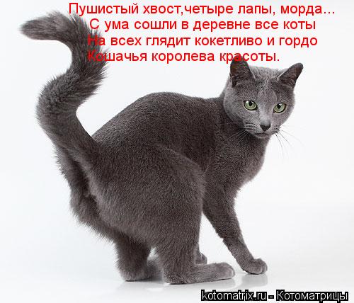 Пушистый хвост,четыре лапы, морда... С ума сошли в деревне все коты На всех глядит кокетливо и гордо ... Котоматрица: Пушистый хвост,четыре лапы, морда... С ума сошли в деревне все коты На всех глядит кокетливо и гордо Кошачья королева красоты.