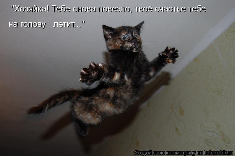"Хозяйка! Тебе снова повезло, твоё счастье тебе на голову летит..."... Котоматрица: "Хозяйка! Тебе снова повезло, твоё счастье тебе на голову летит..."