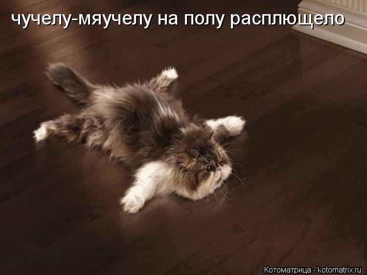 чучелу-мяучелу на полу расплющело... Котоматрица: чучелу-мяучелу на полу расплющело