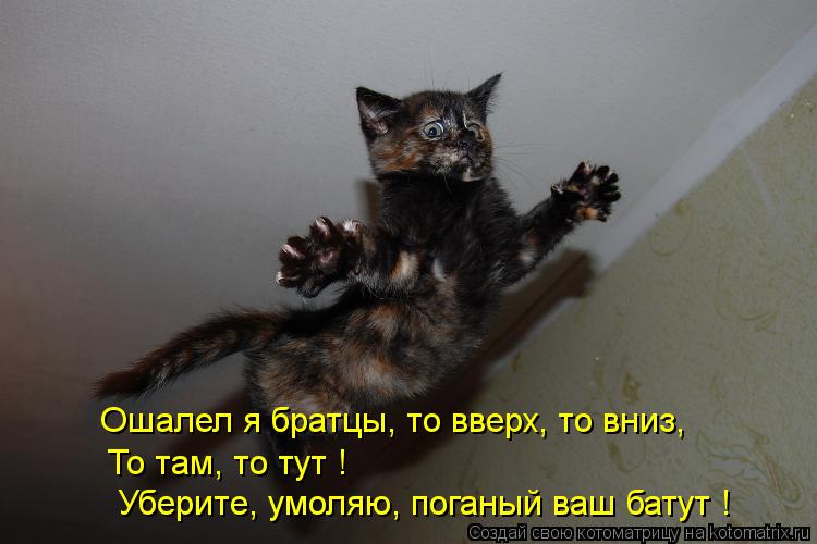 Ошалел я братцы, то вверх, то вниз, То там, то тут ! Уберите, умоляю, поганый ваш батут !... Котоматрица: Ошалел я братцы, то вверх, то вниз, То там, то тут ! Уберите, умоляю, поганый ваш батут !