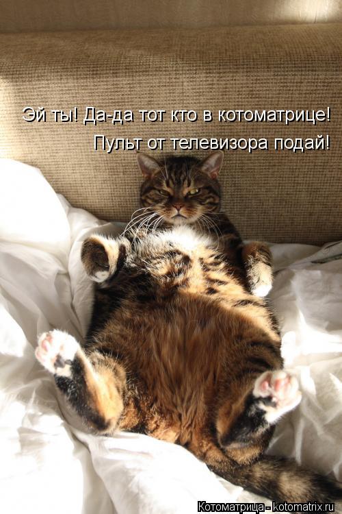 Эй ты! Да-да тот кто в котоматрице! Пульт от телевизора подай!... Котоматрица: Эй ты! Да-да тот кто в котоматрице! Пульт от телевизора подай!