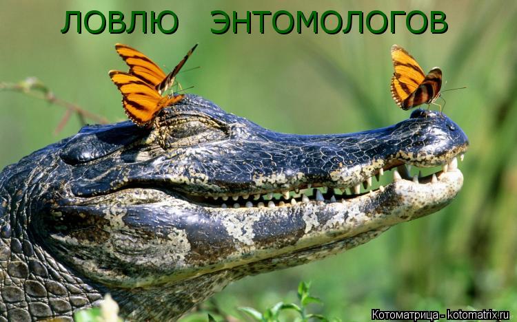 ЛОВЛЮ ЭНТОМОЛОГОВ... Котоматрица: ЛОВЛЮ ЭНТОМОЛОГОВ