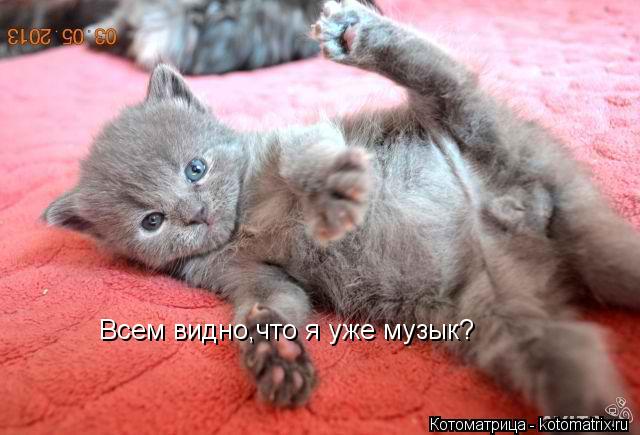 Всем видно,что я уже музык?... Котоматрица: Всем видно,что я уже музык?