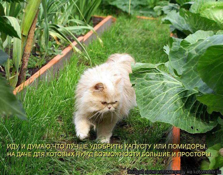 ИДУ И ДУМАЮ,ЧТО ЛУЧШЕ УДОБРИТЬ КАПУСТУ ИЛИ ПОМИДОРЫ. НА ДАЧЕ ДЛЯ КОТОВЫХ НУЖД ВОЗМОЖНОСТИ БОЛЬШИЕ И П... Котоматрица: ИДУ И ДУМАЮ,ЧТО ЛУЧШЕ УДОБРИТЬ КАПУСТУ ИЛИ ПОМИДОРЫ. НА ДАЧЕ ДЛЯ КОТОВЫХ НУЖД ВОЗМОЖНОСТИ БОЛЬШИЕ И ПРОСТОРЫ.