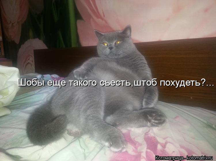 Шобы еще такого сьесть,штоб похудеть?...... Котоматрица: Шобы еще такого сьесть,штоб похудеть?...