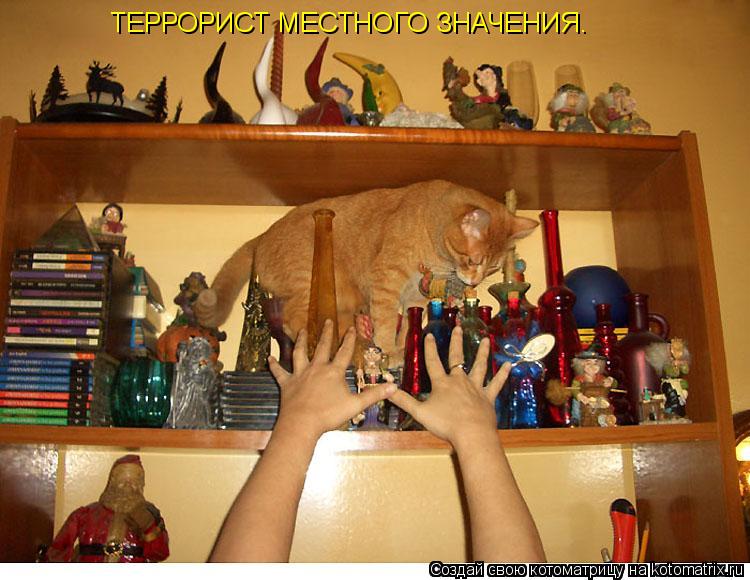 ТЕРРОРИСТ МЕСТНОГО ЗНАЧЕНИЯ.... Котоматрица: ТЕРРОРИСТ МЕСТНОГО ЗНАЧЕНИЯ.