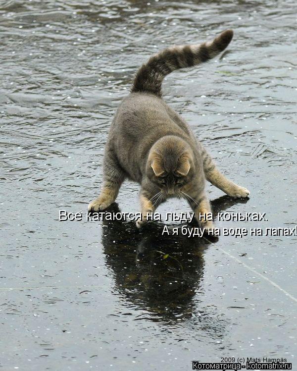 Все катаются на льду на коньках. А я буду на воде на лапах!... Котоматрица: Все катаются на льду на коньках. А я буду на воде на лапах!